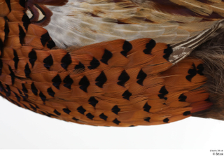 Pheasant  2 back wing 0002.jpg